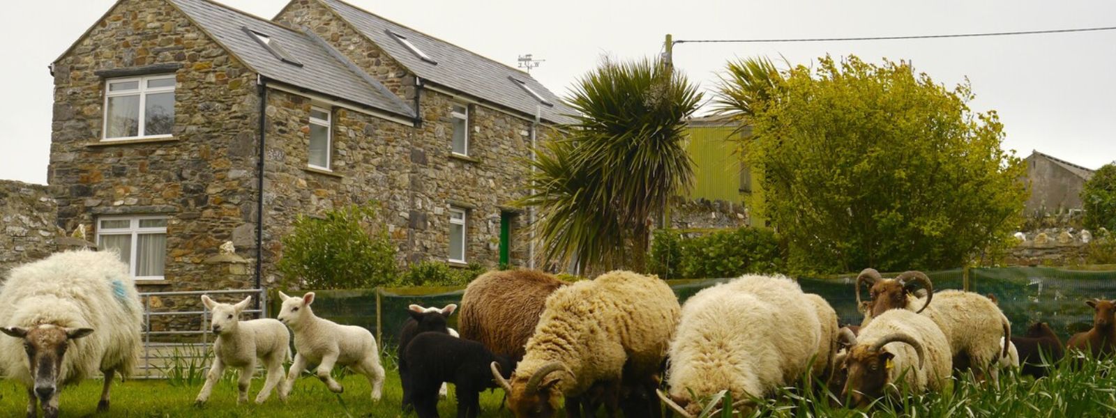 Glendown Farm Sheep